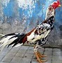 Gambar Ayam Jago Bangkok