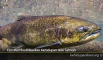 Video Kehidupan Ikan Salmon